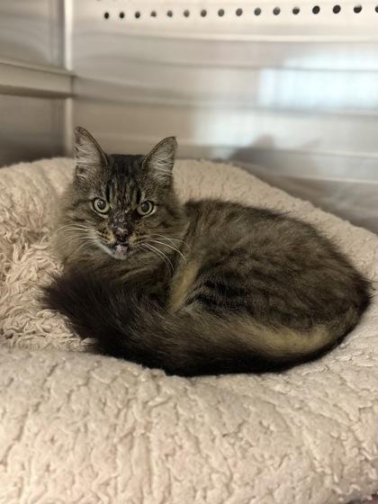 Enlarge FrankenFloof, a Adoptable mixed breed in Fresno, CA image 3/3