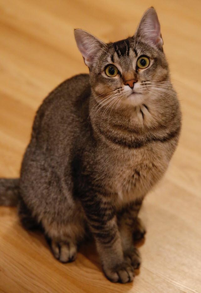 Sponge Cake, a ADOPTABLE Tabby in South San Francisco, CA image 2/3
