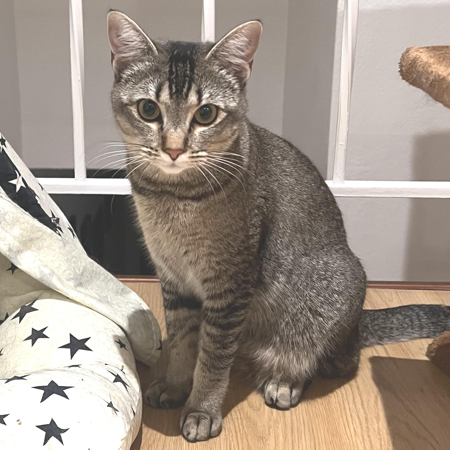 Sponge Cake, ADOPTABLE, Young Female Tabby.