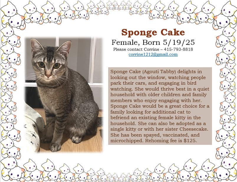 Sponge Cake, a ADOPTABLE Tabby in South San Francisco, CA image 3/3