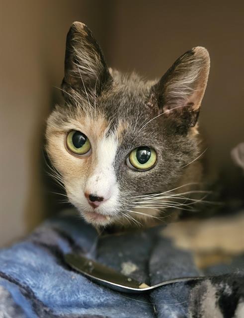 Enlarge MINNIE, a Adoptable Domestic Short Hair in Clyde, NC image 1/1