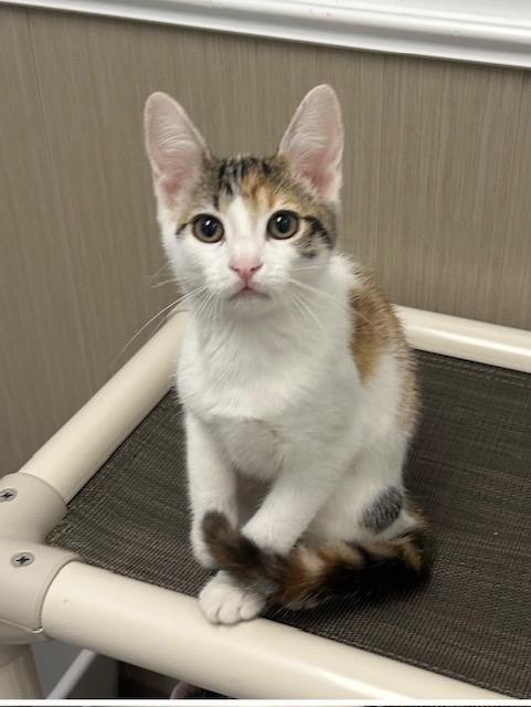 Enlarge Coco, a Adopted Calico in West Hills, CA image 2/3