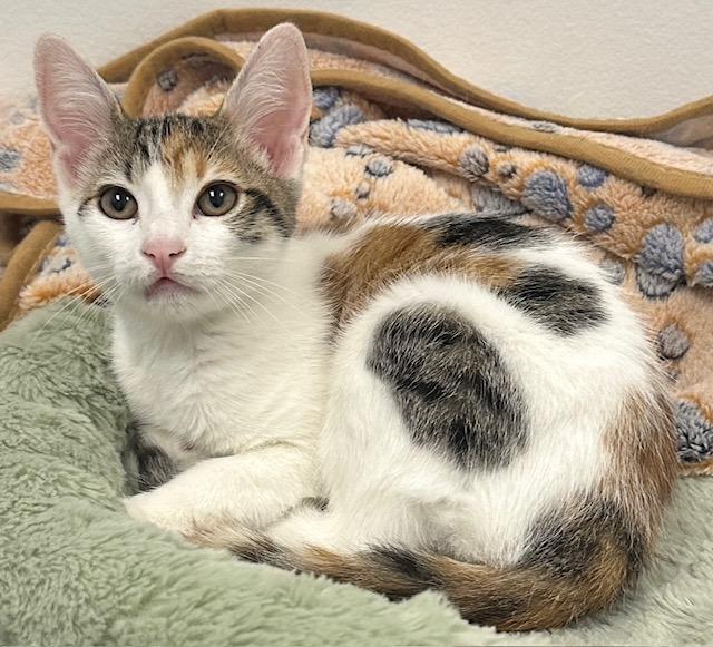 Enlarge Coco, a Adopted Calico in West Hills, CA image 3/3