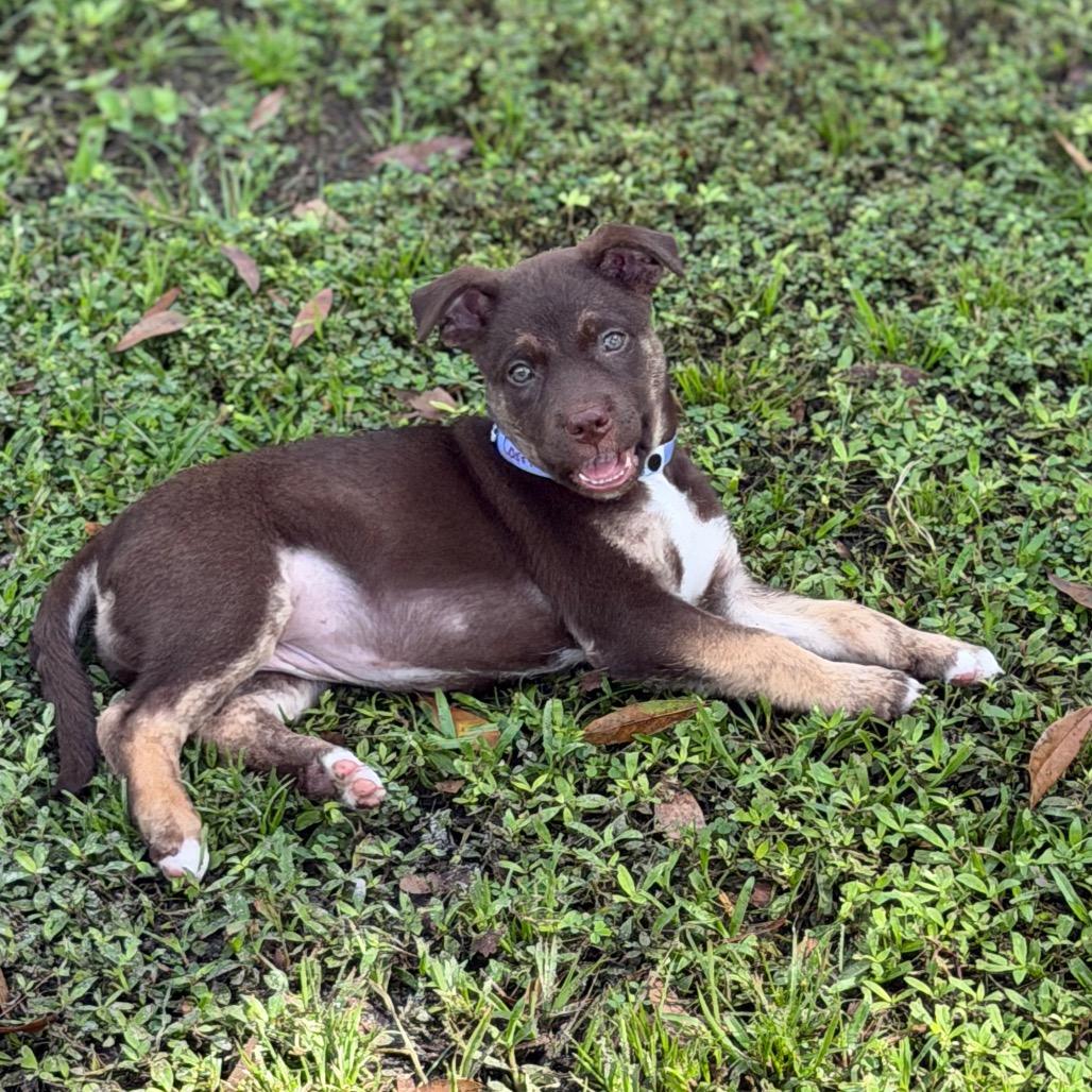 CARRIE, Adoptable, Puppy Female Shepherd & Mixed Breed.