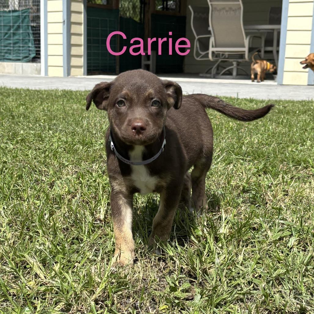 Enlarge CARRIE, a Adoptable mixed breed in Wellington, FL image 2/3