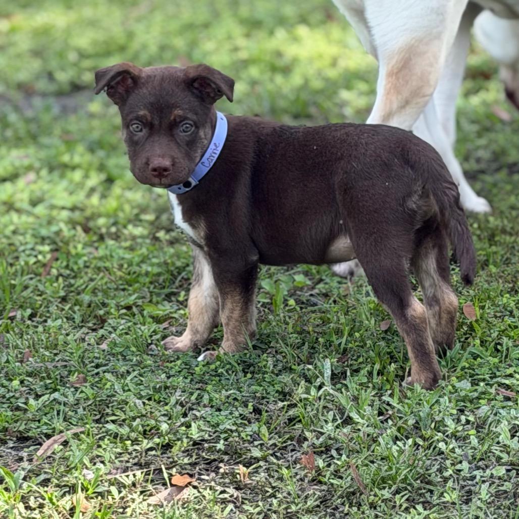 Enlarge CARRIE, a Adoptable mixed breed in Wellington, FL image 3/3