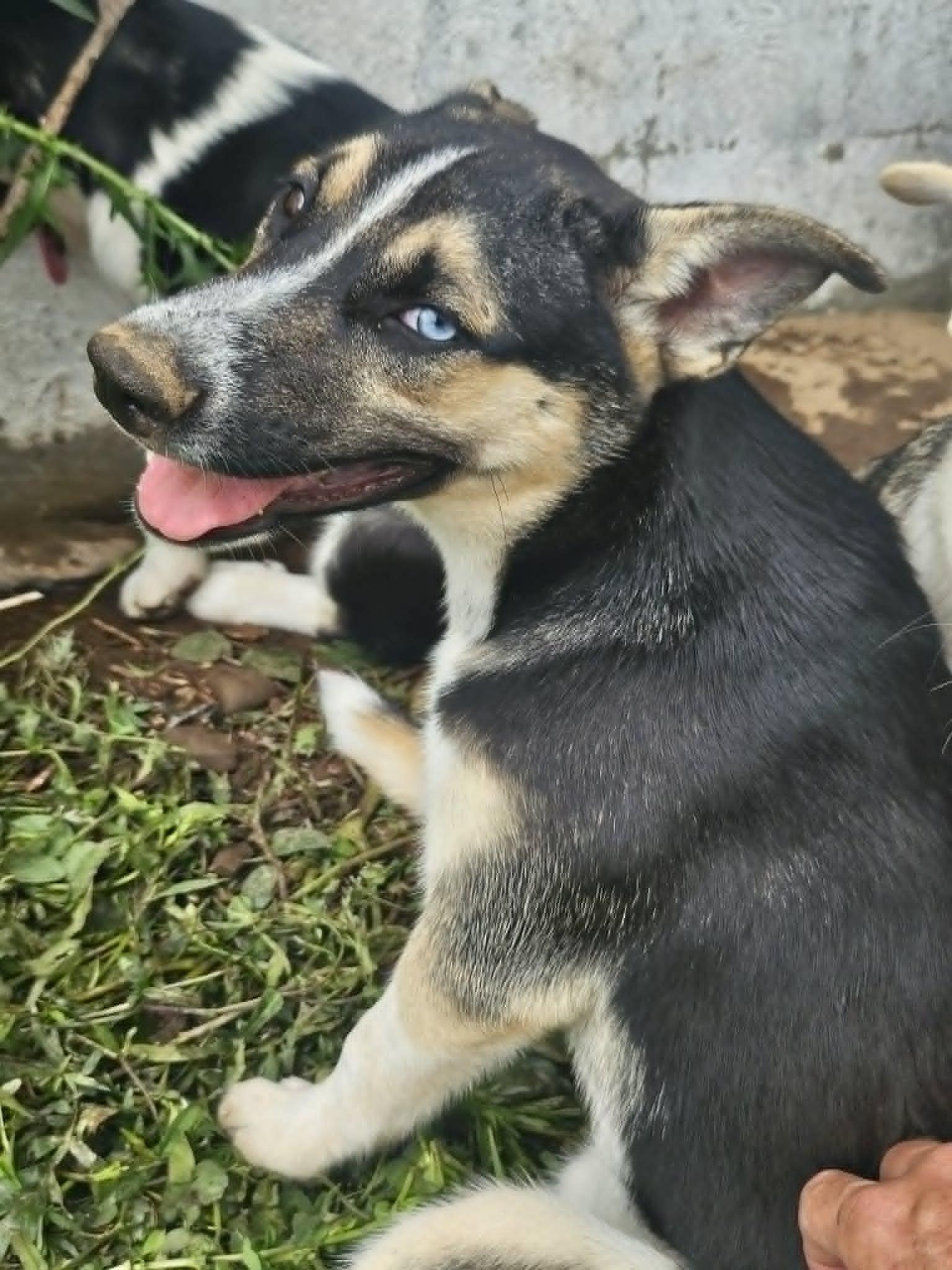 Mini (COURTESY POST), Adoptable, Puppy Female German Shepherd Dog.