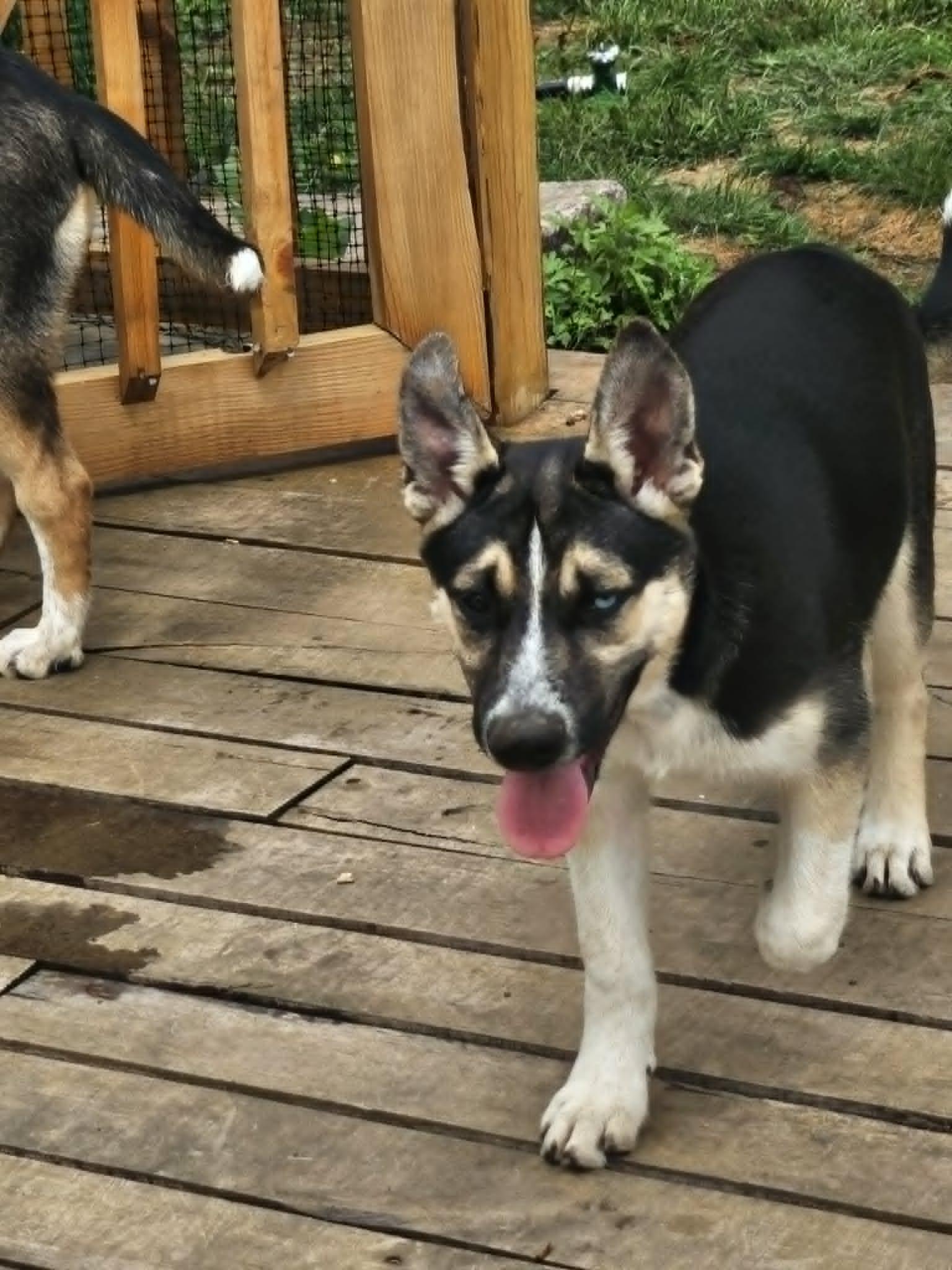 Mini (COURTESY POST), a Adoptable German Shepherd Dog in Cliffwood, NJ image 2/3