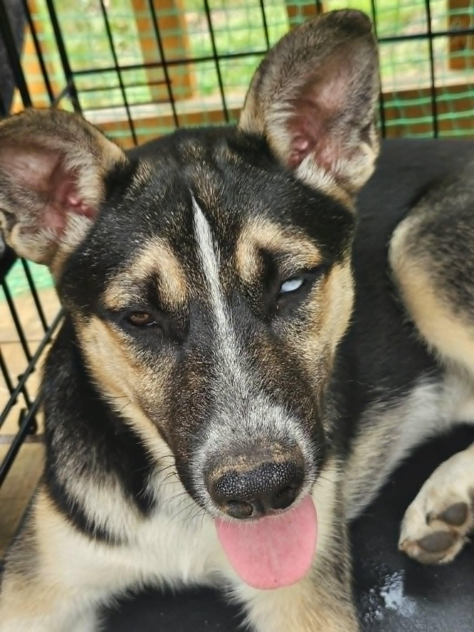 Mini (COURTESY POST), a Adoptable German Shepherd Dog in Cliffwood, NJ image 3/3