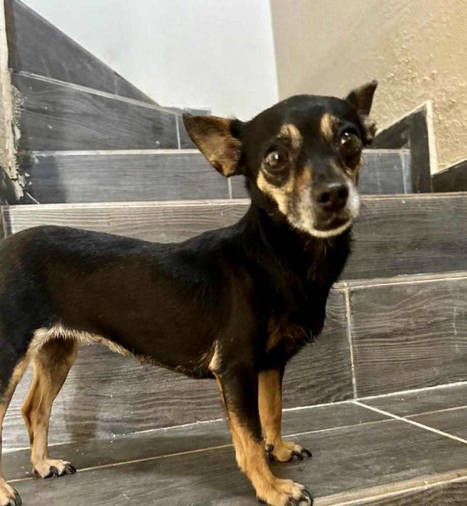 Cindy, Adopted, Young Female Chihuahua.