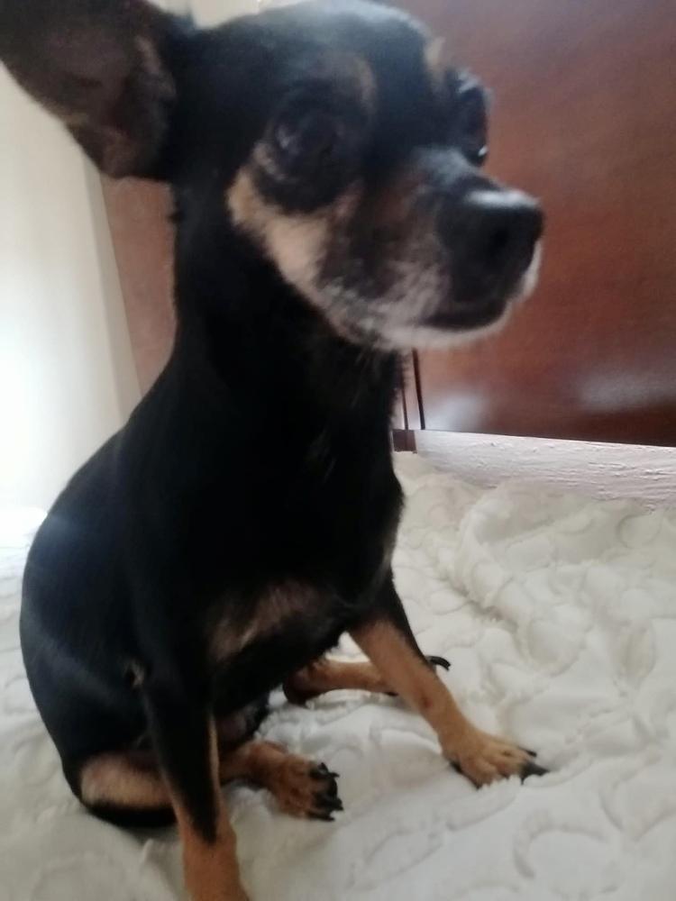 Cindy, a Adopted Chihuahua in Escondido, CA image 2/4