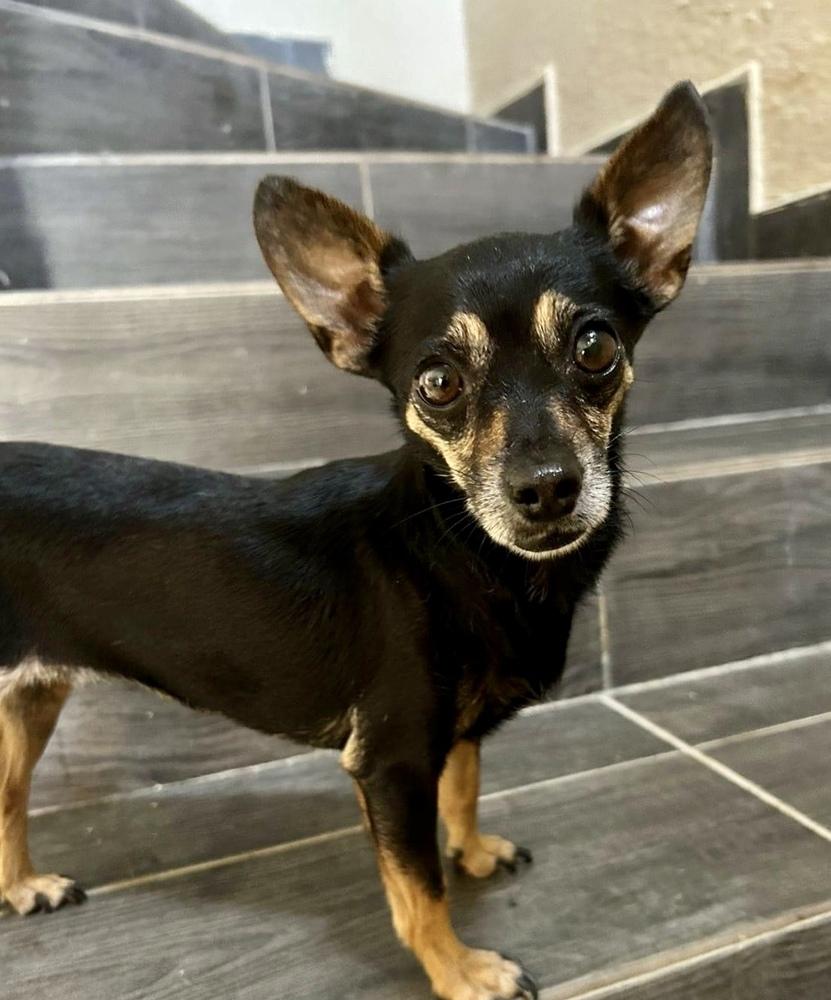 Cindy, a Adopted Chihuahua in Escondido, CA image 3/4