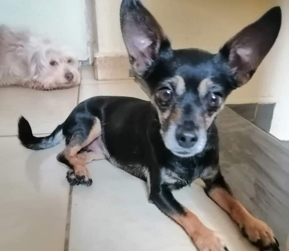 Cindy, a Adopted Chihuahua in Escondido, CA image 4/4