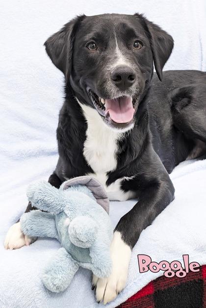 Enlarge Boggle, a Adoptable mixed breed in Mason, MI image 1/2