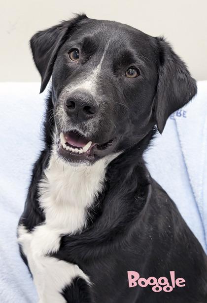 Enlarge Boggle, a Adoptable mixed breed in Mason, MI image 2/2