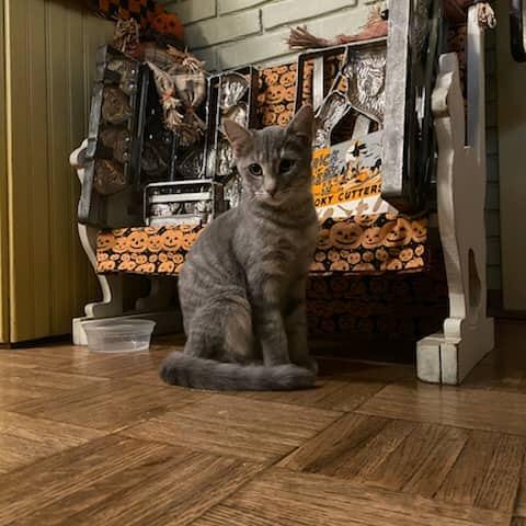 Graddy, Adoptable, Young Male Domestic Short Hair.