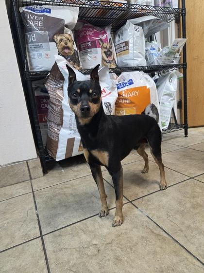 Tindal, ADOPTABLE, Adult Male Miniature Pinscher.
