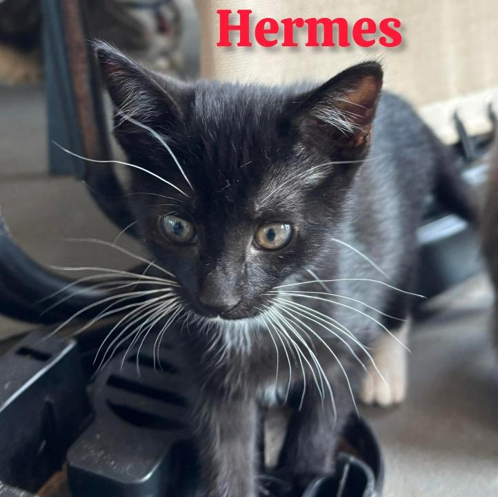 Hermes