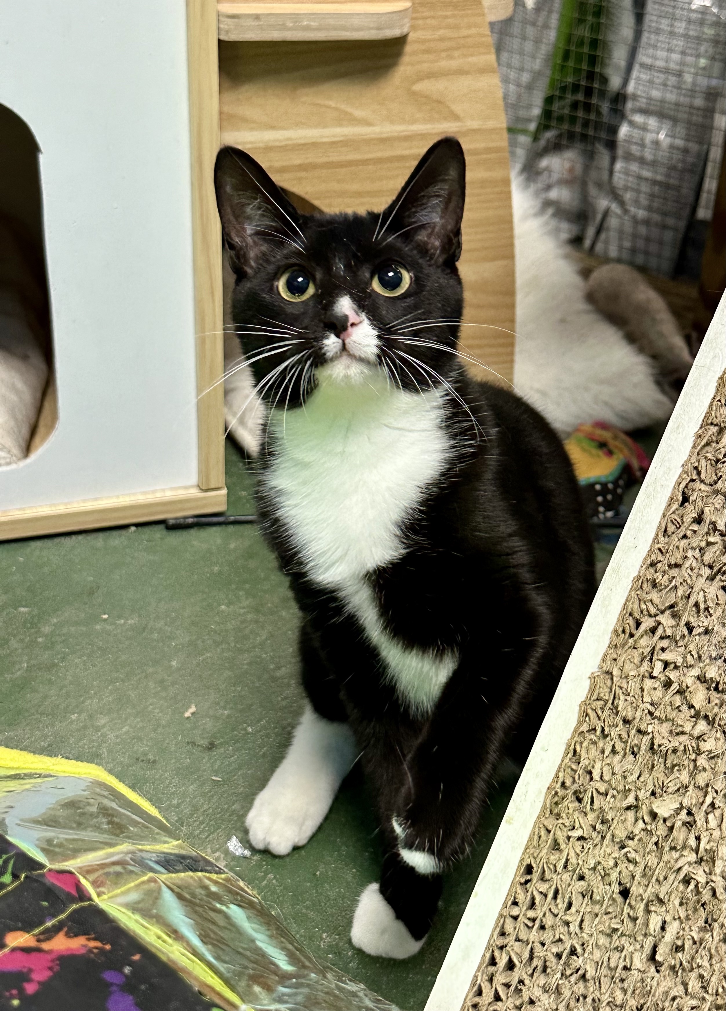 Flo, a Adoptable Domestic Short Hair in Jefferson, LA image 4/6