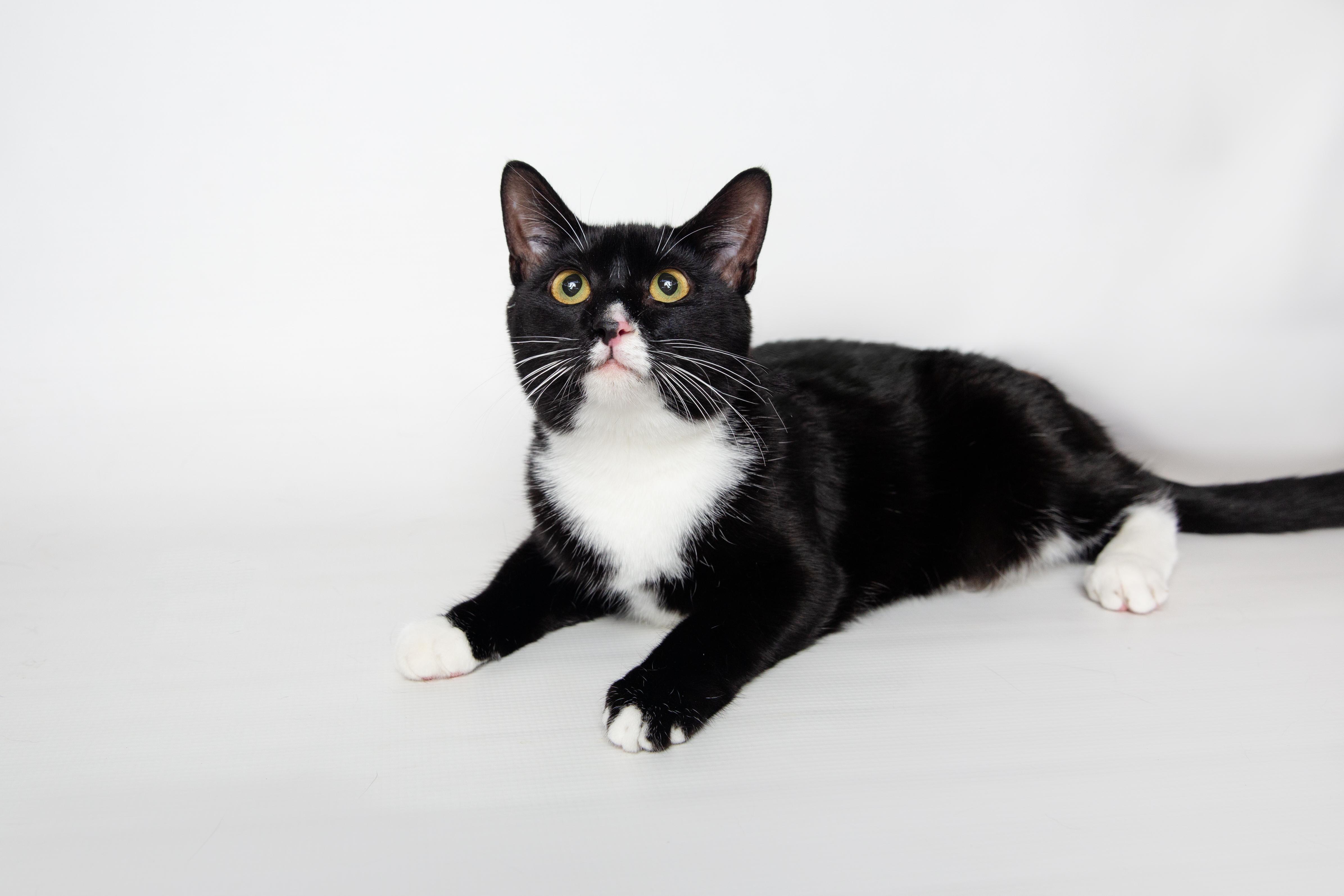 Flo, a Adoptable Domestic Short Hair in Jefferson, LA image 3/6