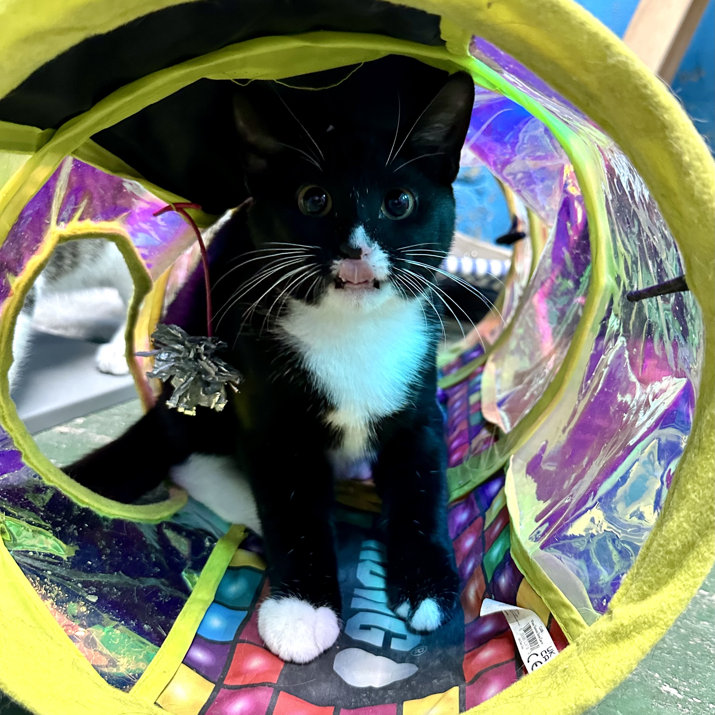 Flo, a Adoptable Domestic Short Hair in Jefferson, LA image 5/6