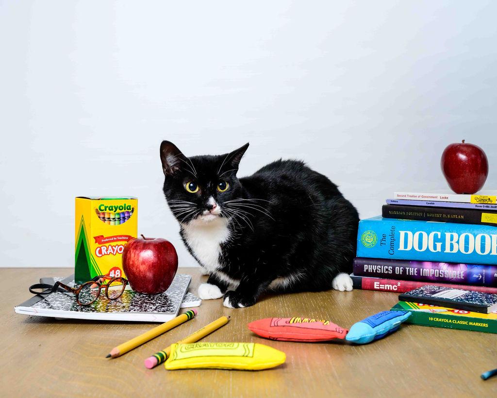 Flo, a Adoptable Domestic Short Hair in Jefferson, LA image 2/6