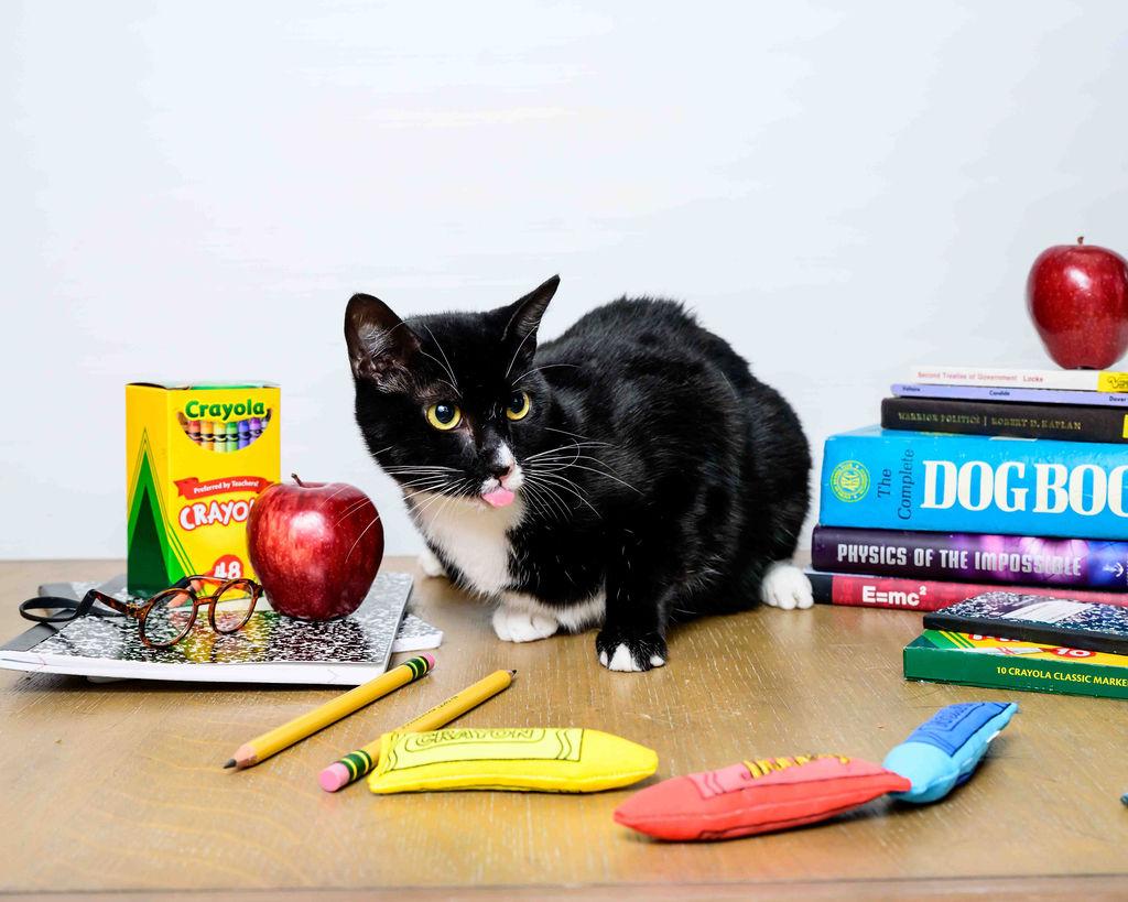 Flo, a Adoptable Domestic Short Hair in Jefferson, LA image 1/6