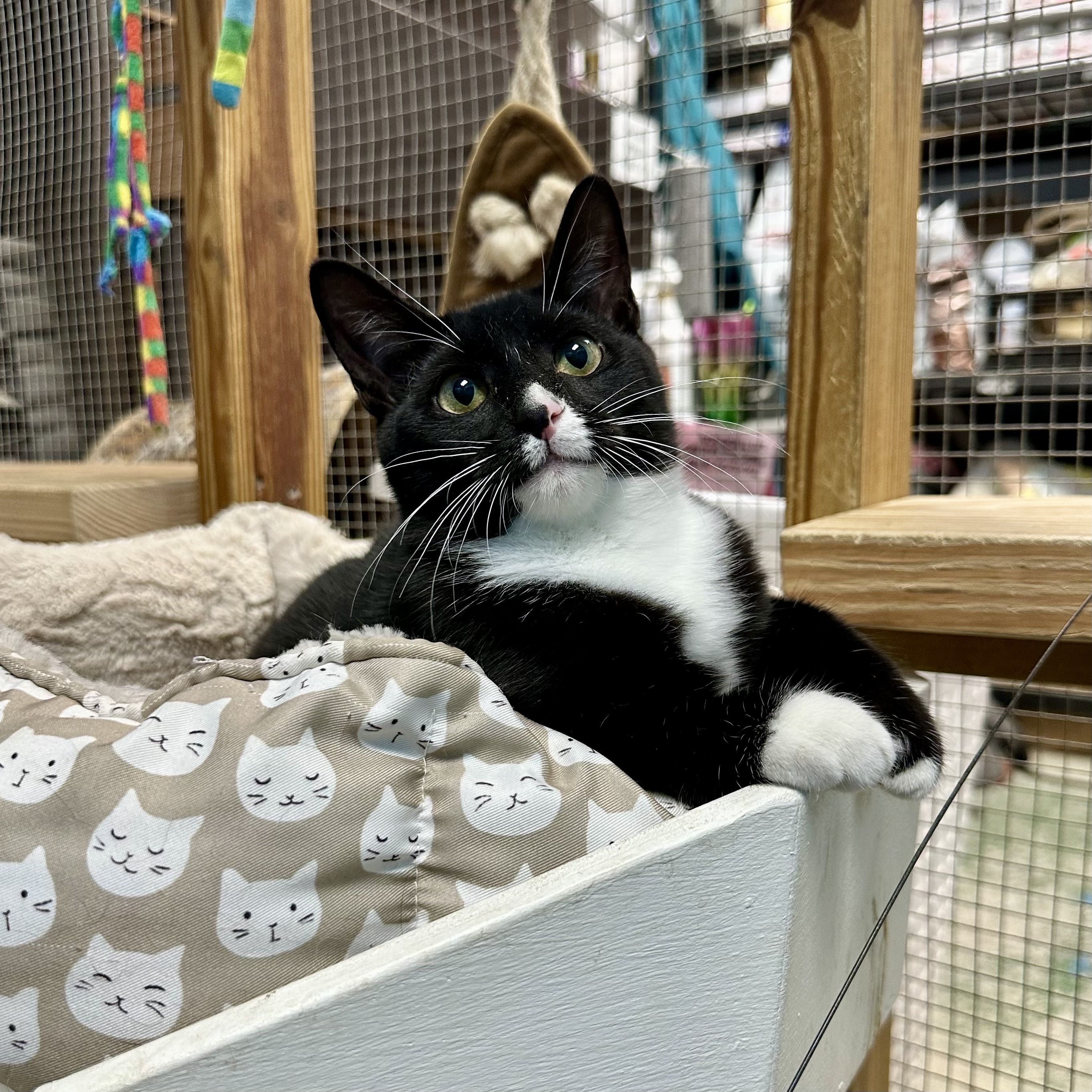 Flo, a Adoptable Domestic Short Hair in Jefferson, LA image 6/6