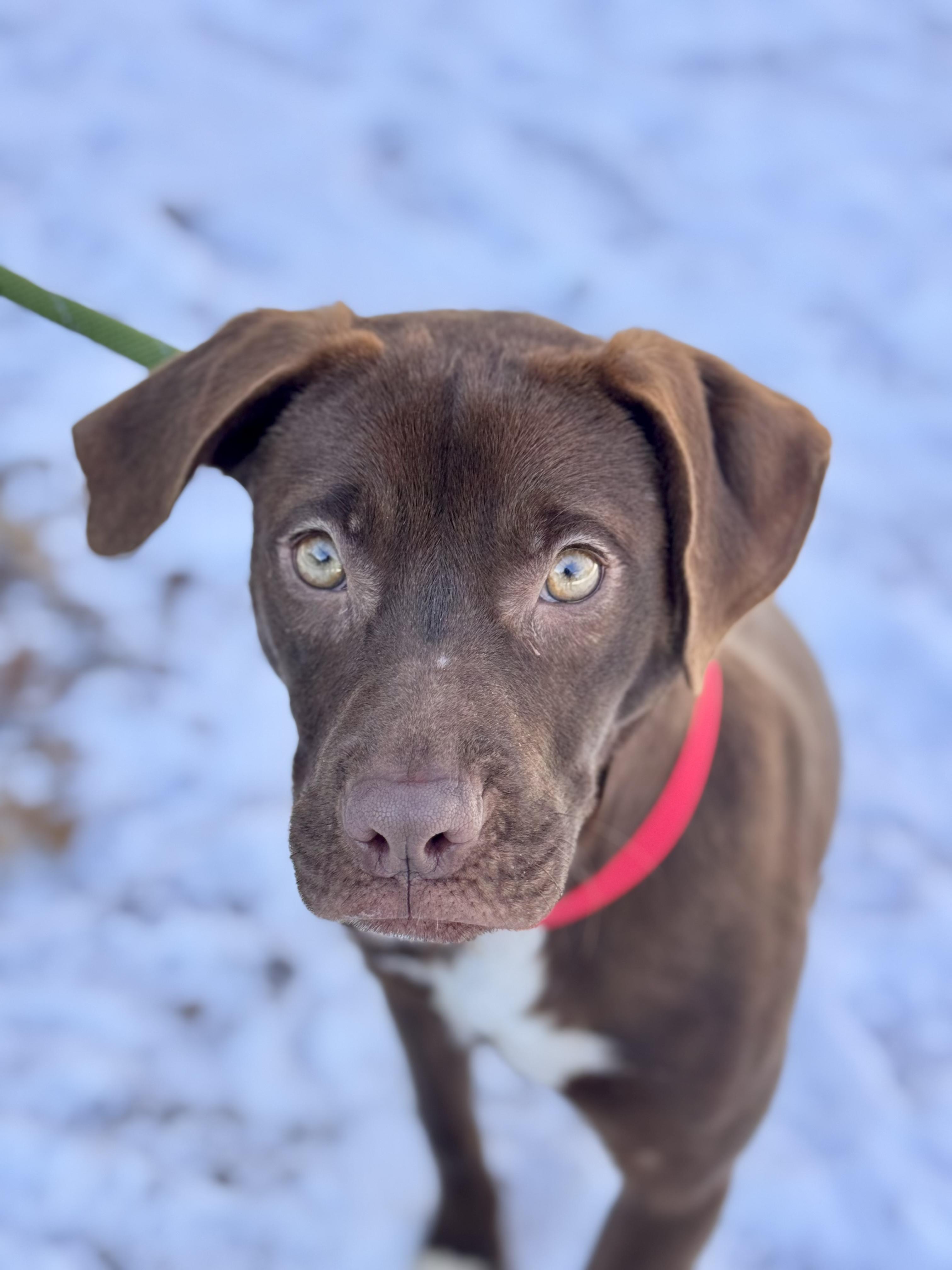 Enlarge Sadie, a ADOPTABLE mixed breed in Sudbury, MA image 1/2