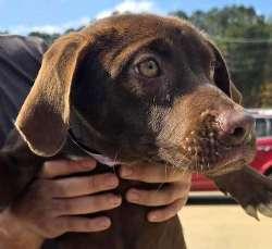 Enlarge Sadie, a ADOPTABLE mixed breed in Sudbury, MA image 2/2