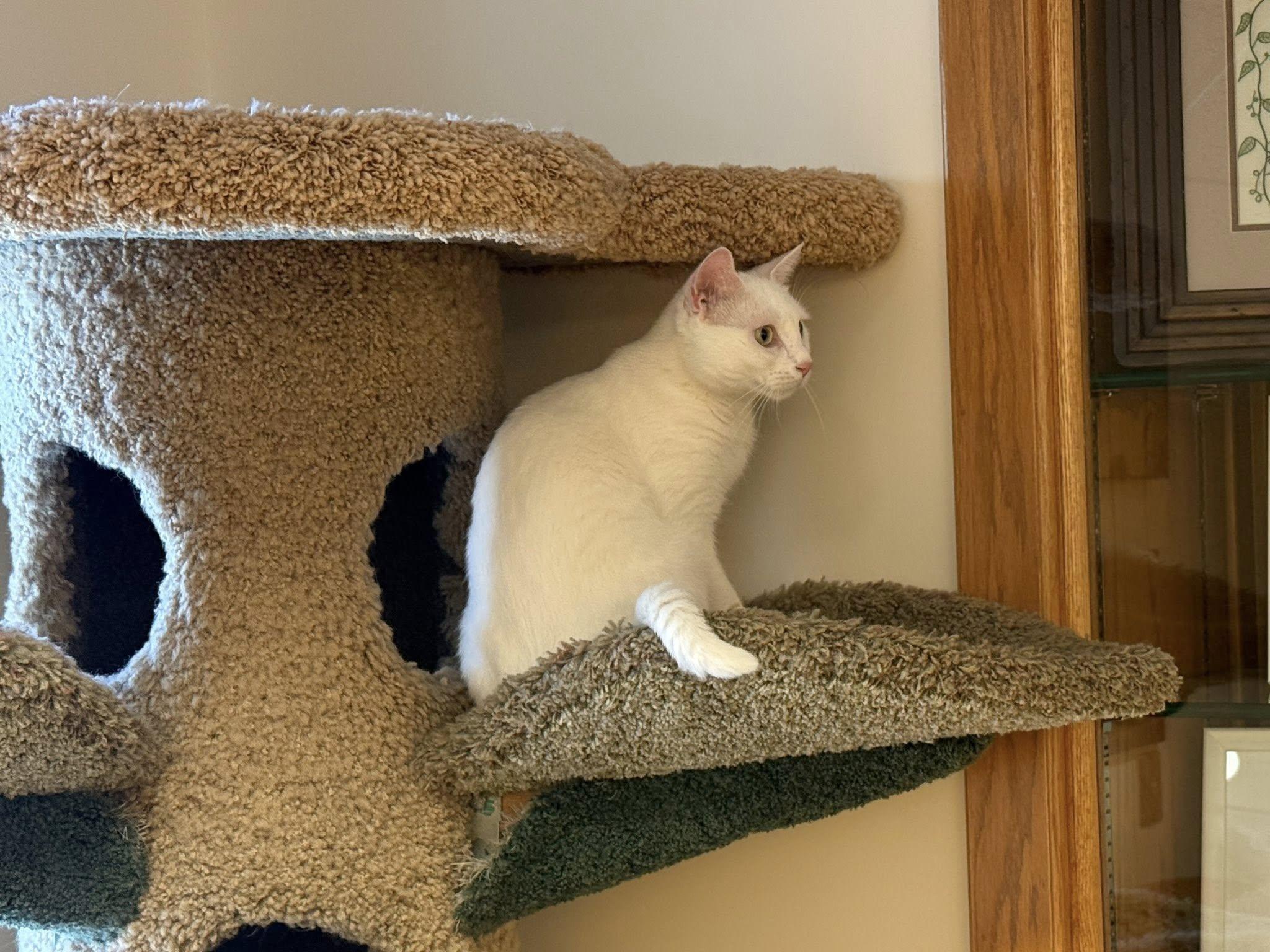 Ella, a Adoptable Domestic Short Hair in Fremont, MI image 2/3