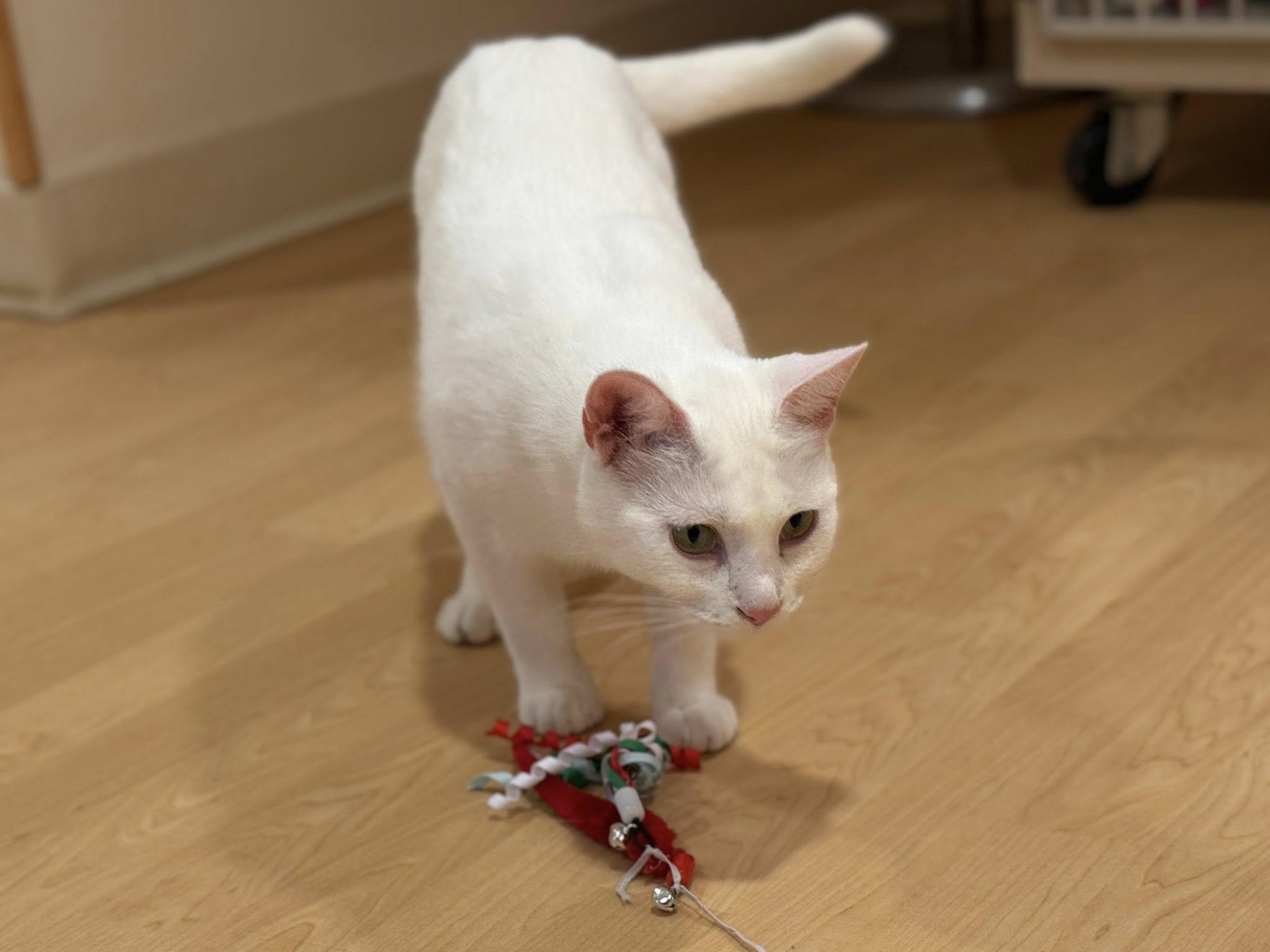 Ella, a Adoptable Domestic Short Hair in Fremont, MI image 3/3