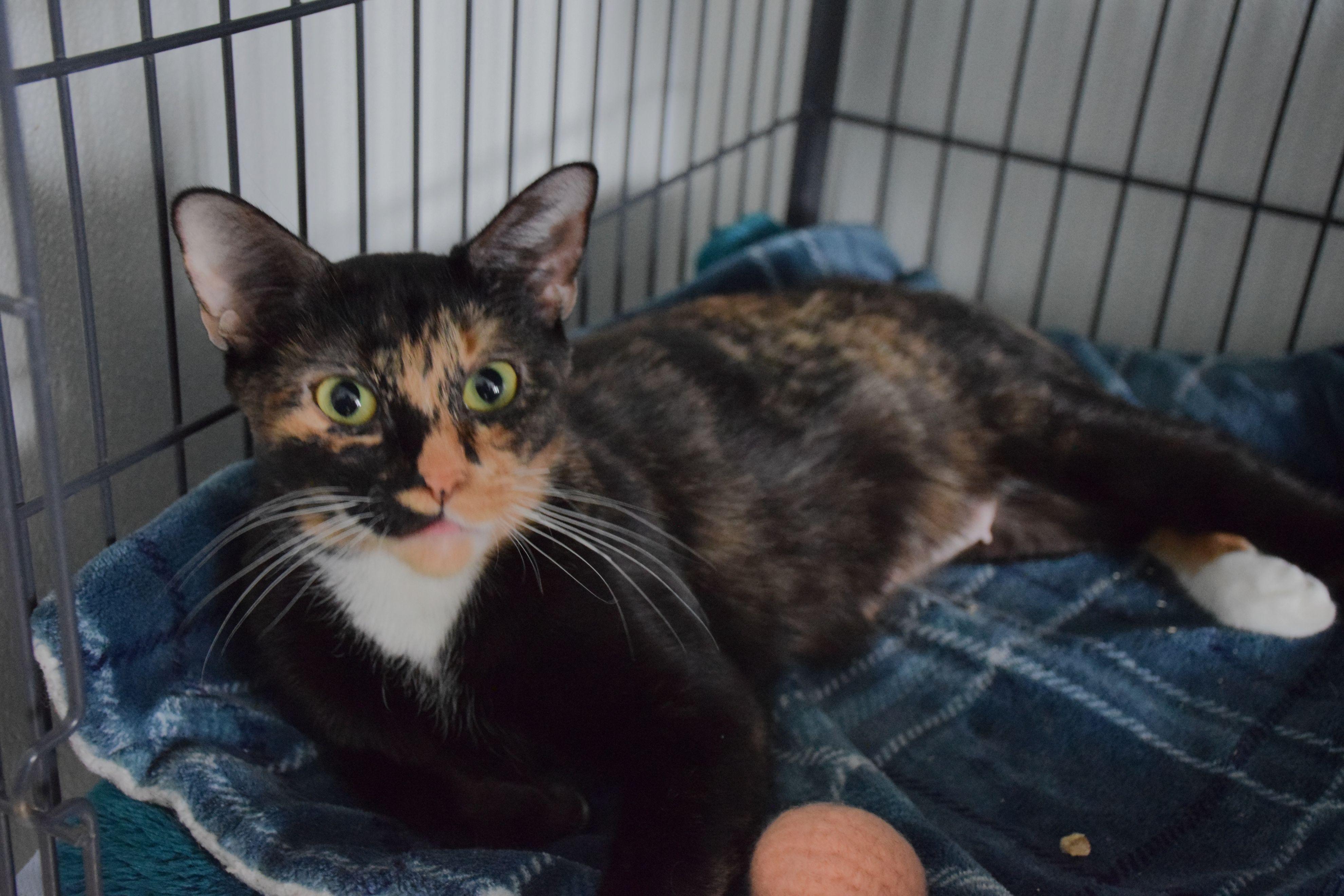Enlarge Sass, a ADOPTABLE Calico in Claresholm, AB image 1/1