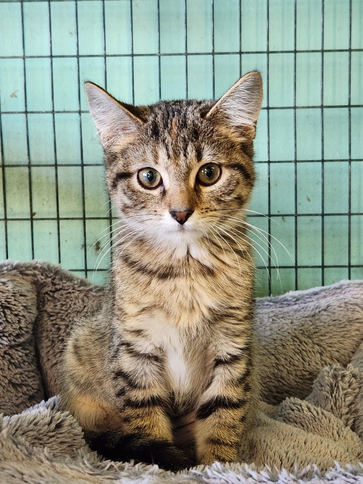 Enlarge Kolkata, a Adoptable Domestic Short Hair in Crossville, TN image 1/1