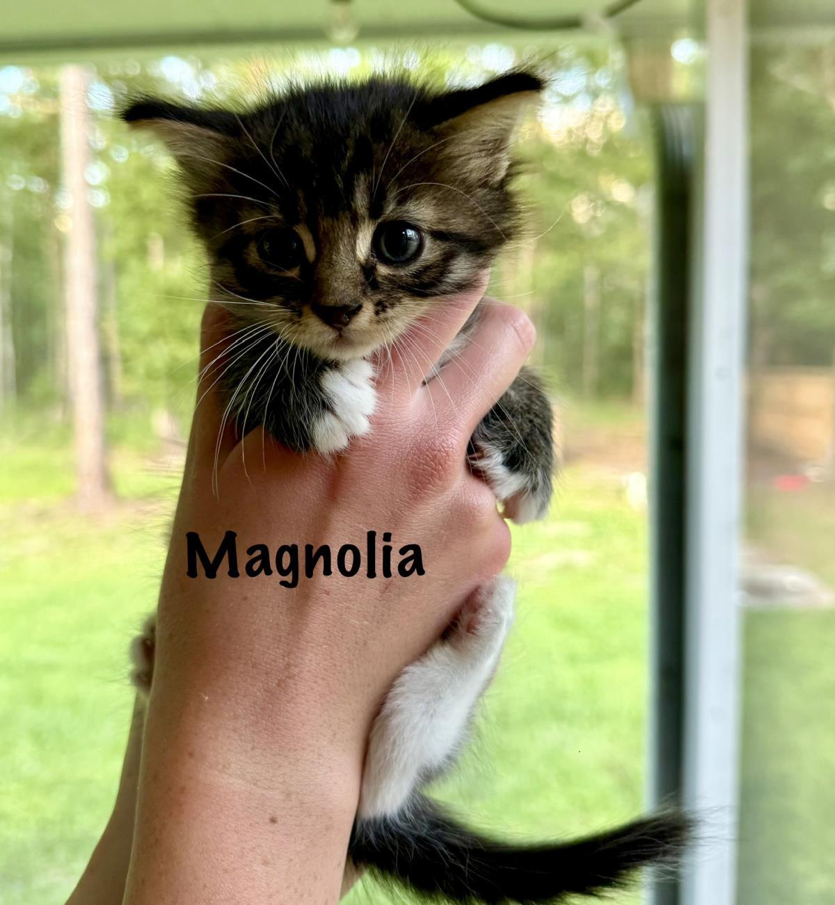 Enlarge Magnolia, a Adoptable mixed breed in St. Augustine, FL image 1/1
