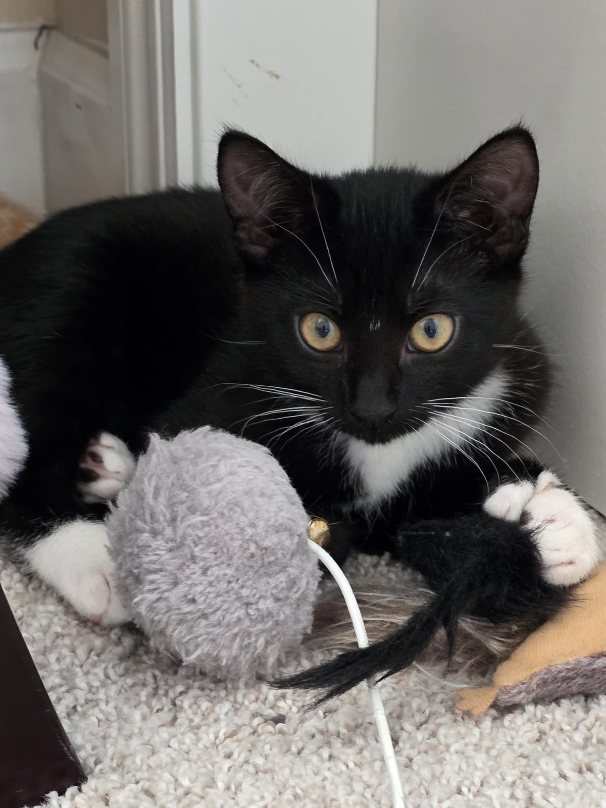 Princess Peach (Sophie), a Adoptable mixed breed in Lincoln, CA image 1/3