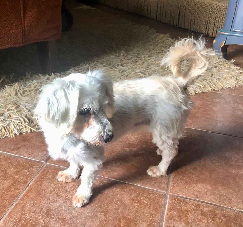 Enlarge Chai, a Adoptable mixed breed in College Station, TX image 2/6