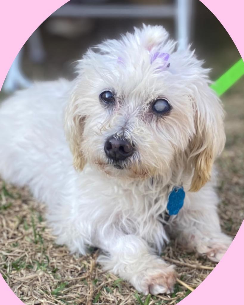 Enlarge Chai, a Adoptable mixed breed in College Station, TX image 3/6