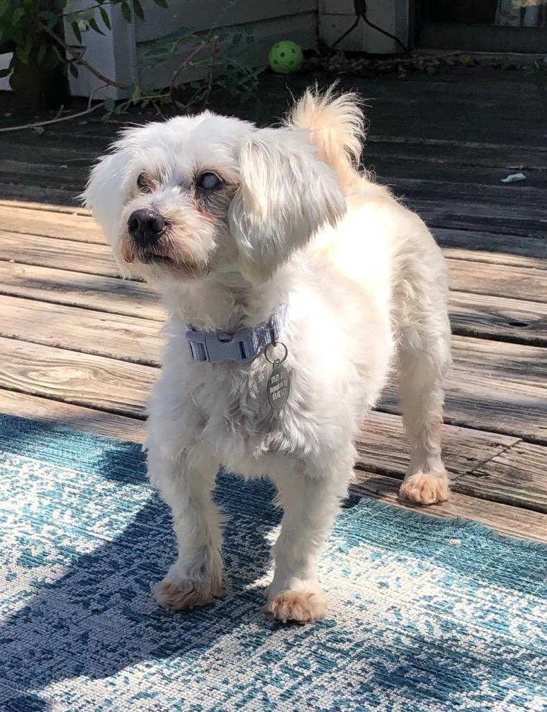 Enlarge Chai, a Adoptable mixed breed in College Station, TX image 3/6