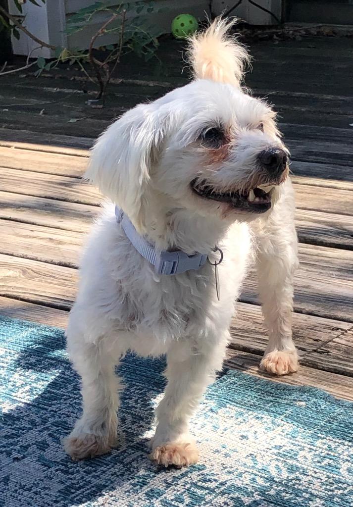 Chai, Adoptable, Senior Female Poodle & Maltese.