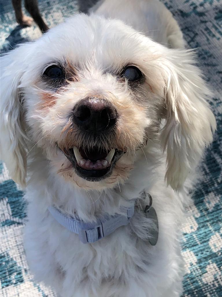 Enlarge Chai, a Adoptable mixed breed in College Station, TX image 6/6