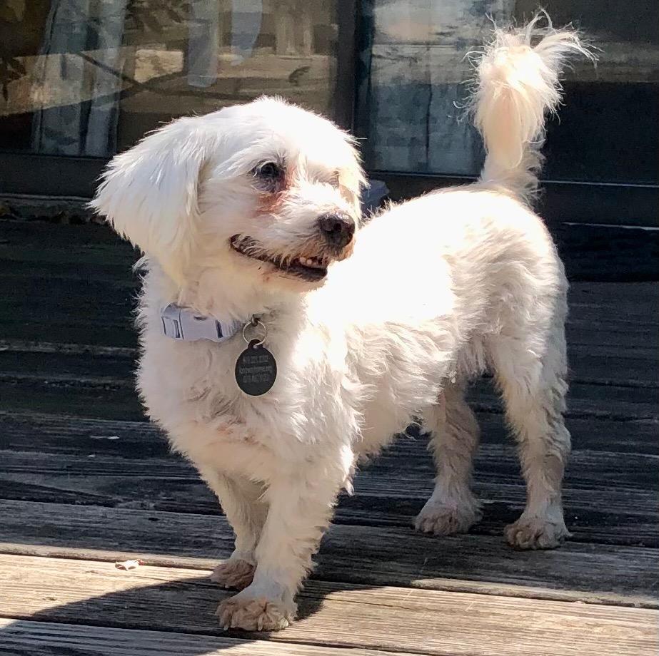 Enlarge Chai, a Adoptable mixed breed in College Station, TX image 5/6