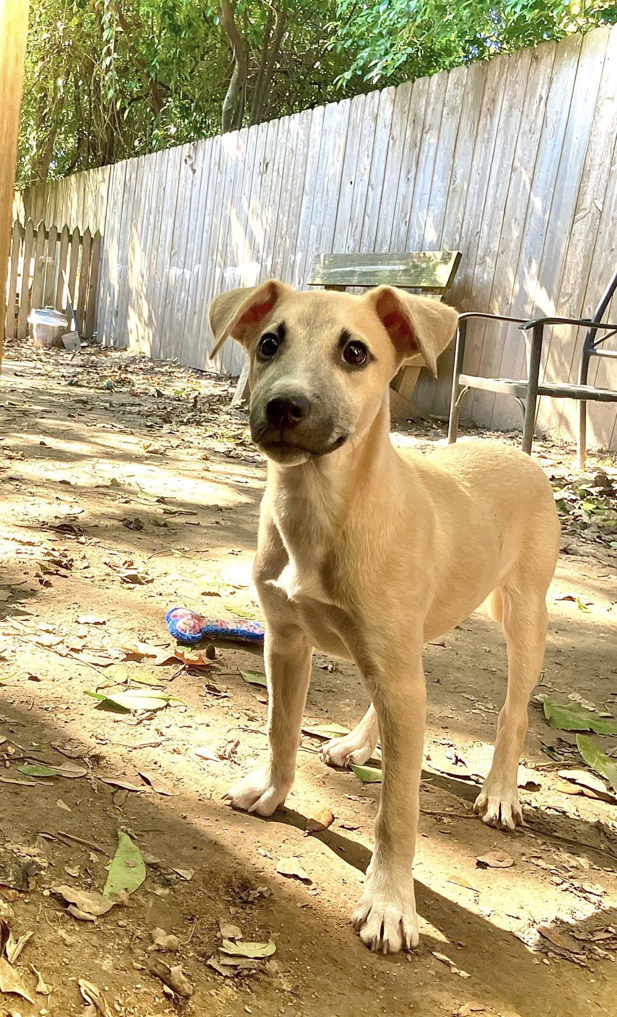 Whiskey, Adoptable, Young Male Hound.