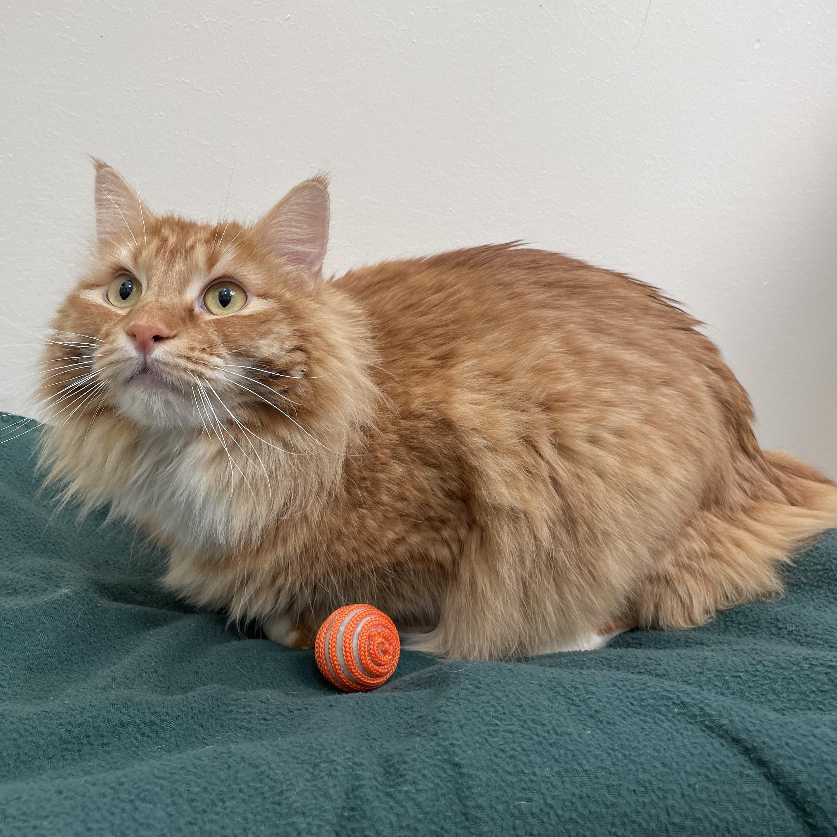 Cosmo, a Adoptable Domestic Long Hair in Friday Harbor, WA image 3/3