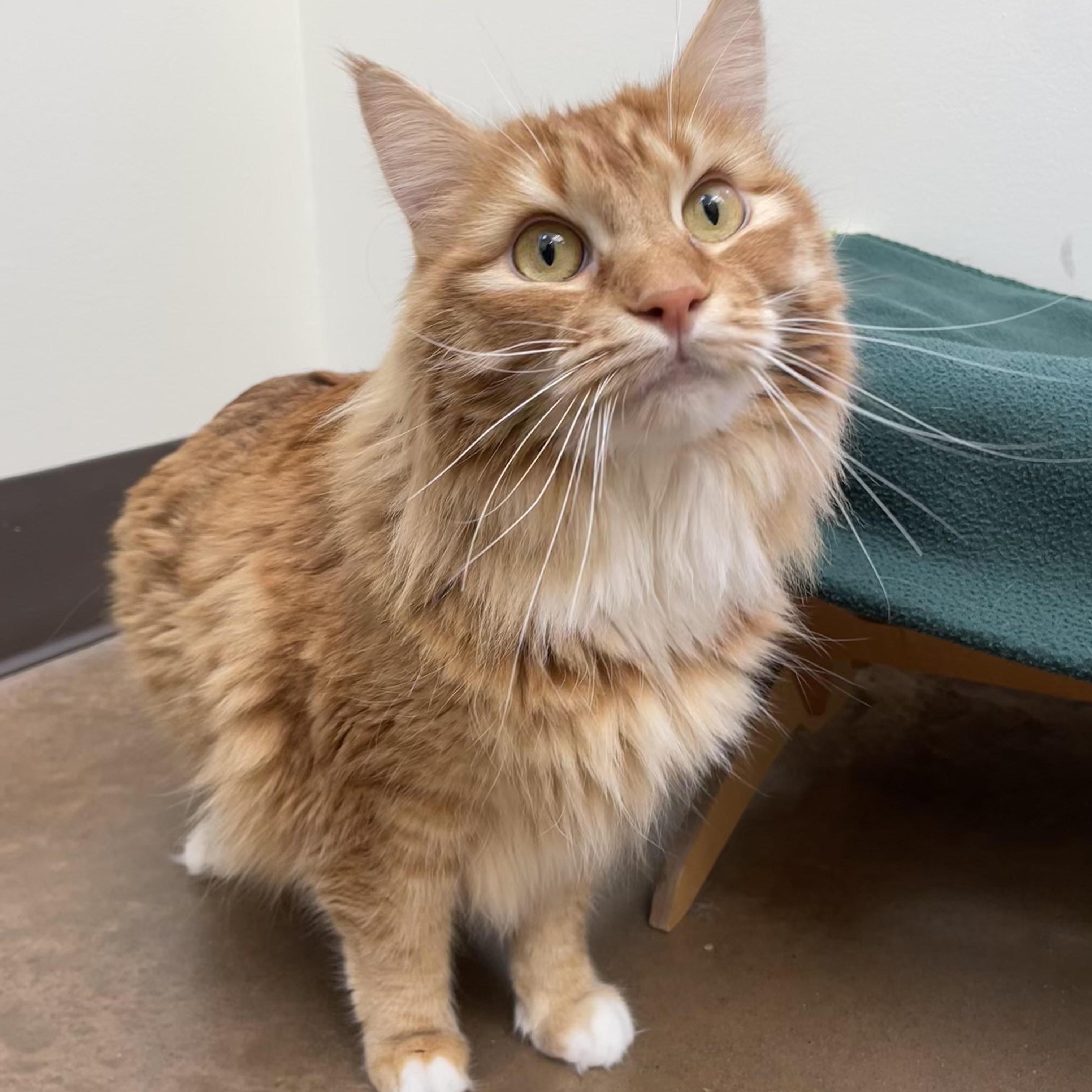 Cosmo, Adoptable, Adult Male Domestic Long Hair.