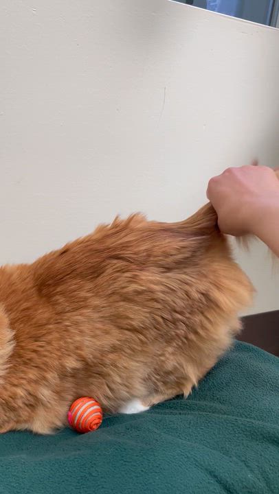 Enlarge Cosmo, a Adoptable Domestic Long Hair in Friday Harbor, WA video 2/3