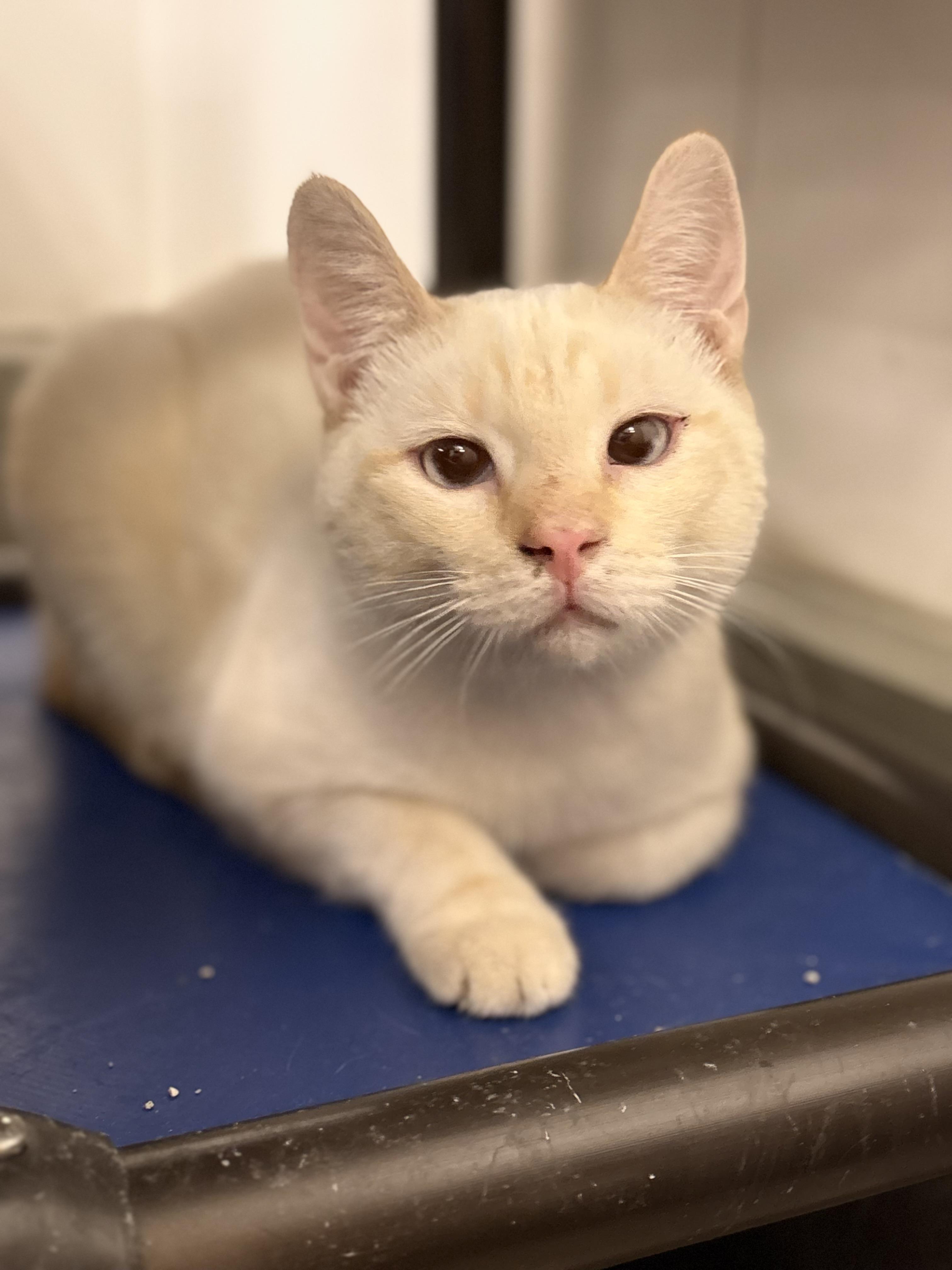 OJay, adopted, Young Male Siamese.