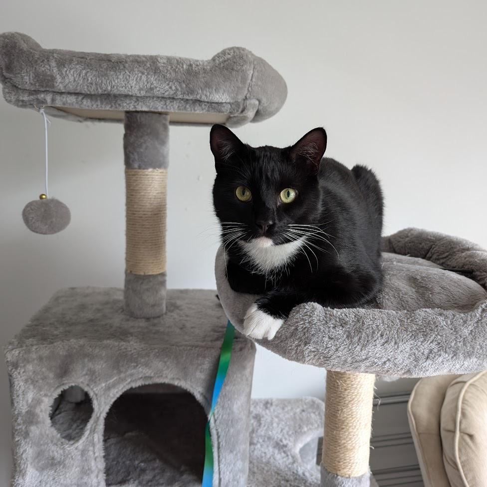Howie, Adoptable, Adult Male Domestic Short Hair.
