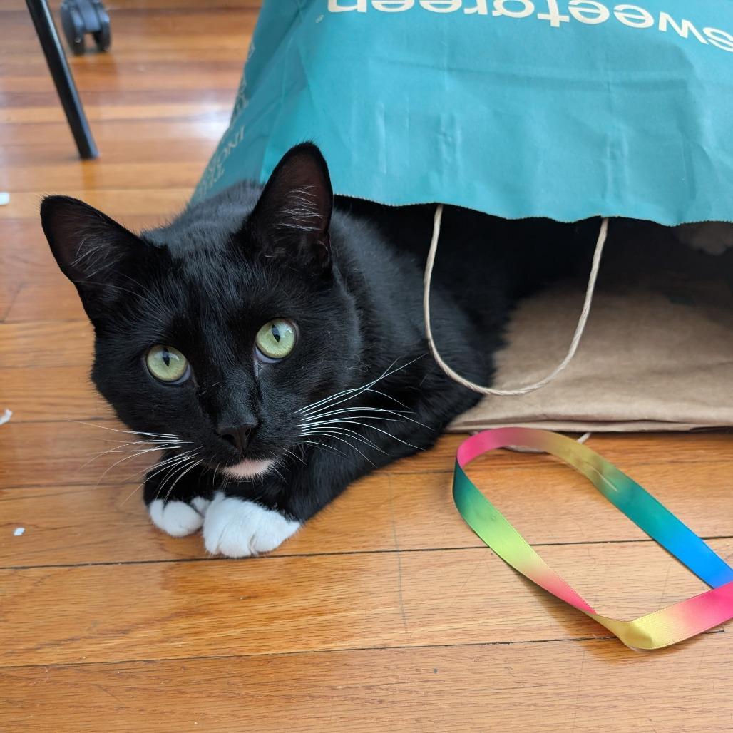 Enlarge Howie, a Adoptable Domestic Short Hair in Wakefield, MA image 2/6