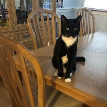 Enlarge Howie, a Adoptable Domestic Short Hair in Wakefield, MA image 3/6